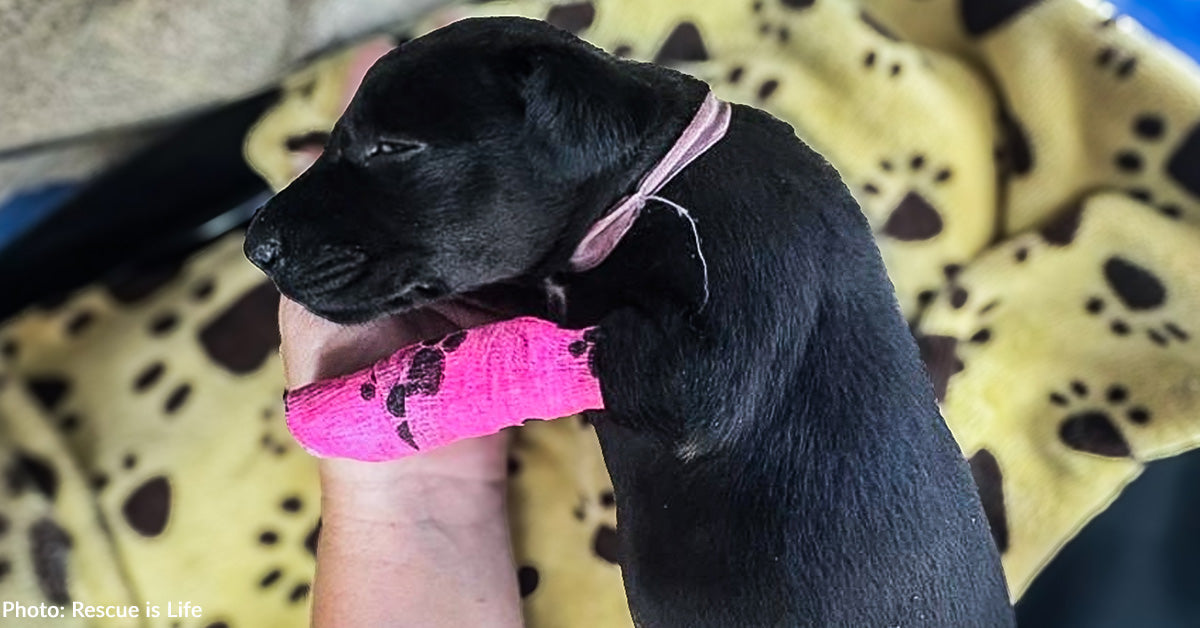 Puppy Struggling to Breathe Needs Your Support to Survive | The Animal Rescue Site