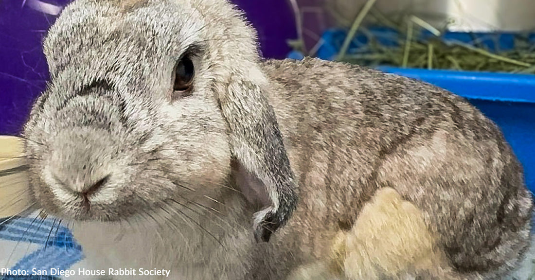 curious gray rabbit in kennel looking at camera