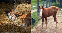 Saffron Was Fighting for Her Life - Now This Foal Is Thriving