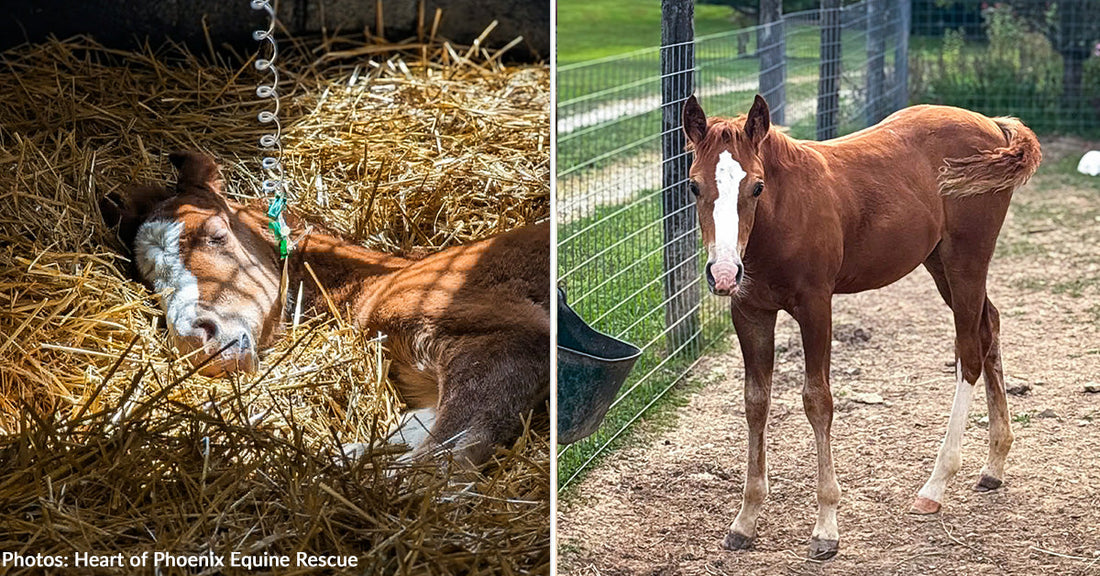 Saffron Was Fighting for Her Life - Now This Foal Is Thriving