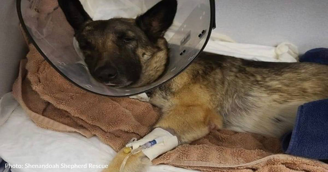 Stray Dog Found In Excruciating Pain With Fractured Spine Needs Your Help To Recover