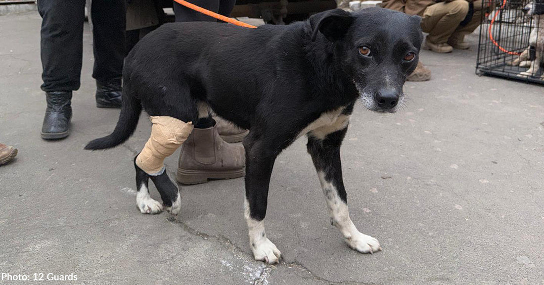 large black dog with white paws with injured hind leg