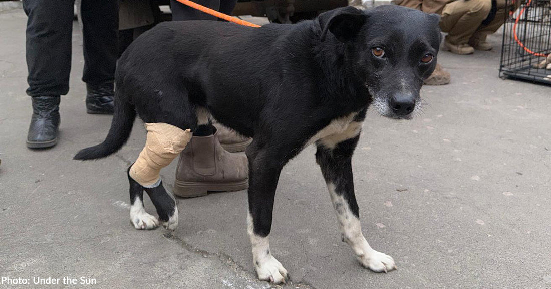 black dog with injured hind leg looking at camera