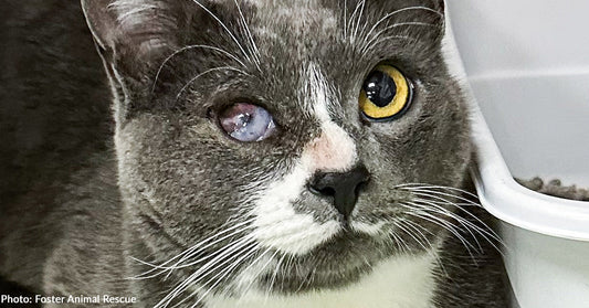 Seeing-Eye Cat for Blind Brother Needs Urgent Care for Painful Eye Condition