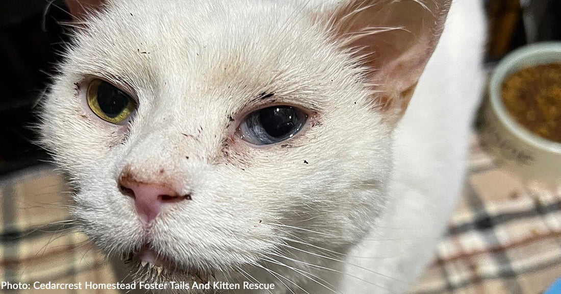 Senior Cat Surrendered to Shelter Suddenly Struggles to Breathe and Needs Emergency Care | The Animal Rescue Site