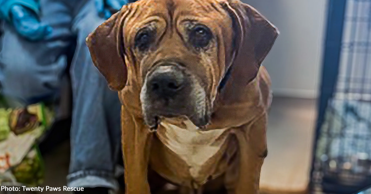 Starving Senior Dog Barely Able to Stand Needs Your Support