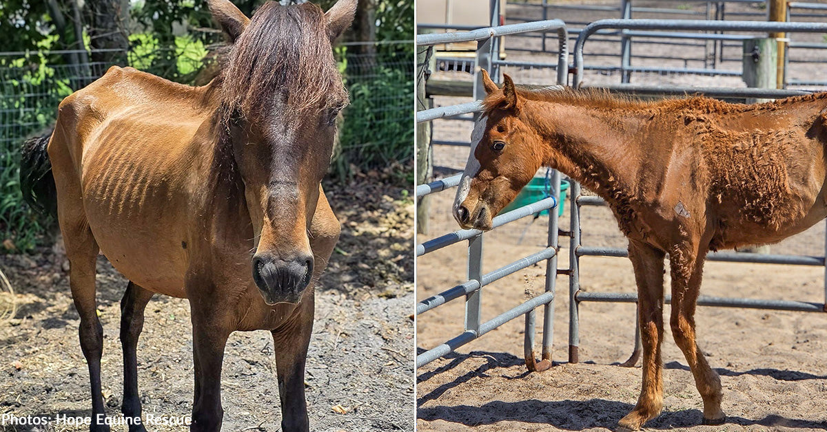 Starving Horses Rescued from Deplorable Conditions by Law Enforcement ...