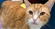 Someone Shot Stray Cat, Vince, and Stole His Ability to Walk