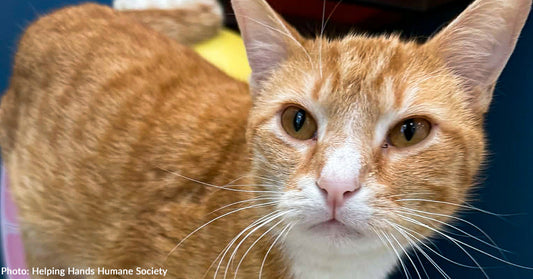 Shot Stray Cat, Vince, Learns to Walk on Three Legs