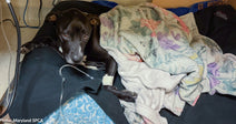 Life-Threatening Infection Is Putting Sweetheart's Life in Danger