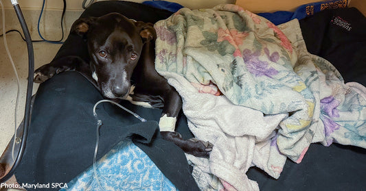 Life-Threatening Infection Is Putting Sweetheart's Life in Danger