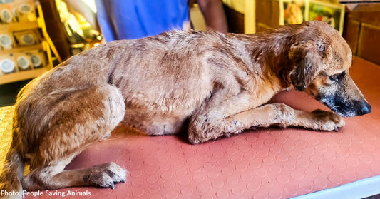 Stray Dog Covered in Severely Infected Bite Wounds Heals Thanks to Your Support