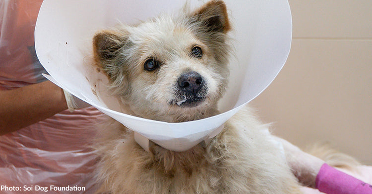 Senior Dog Hit by Speeding Car and Left Seriously Injured Needs Our ...