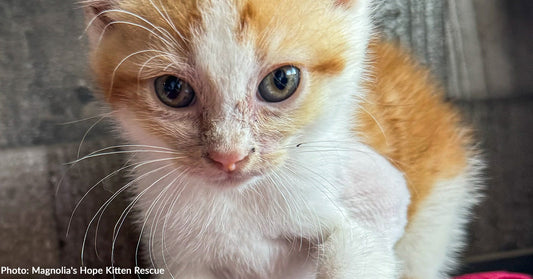 Abused Kitten With Shattered Leg Gets Surgery to Walk Without Pain