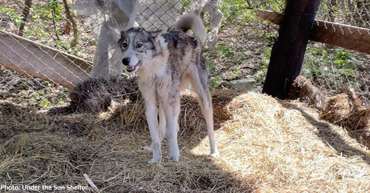 Sick Dog Found in Destroyed Barn in Ukraine Survives, Thanks to Your Support