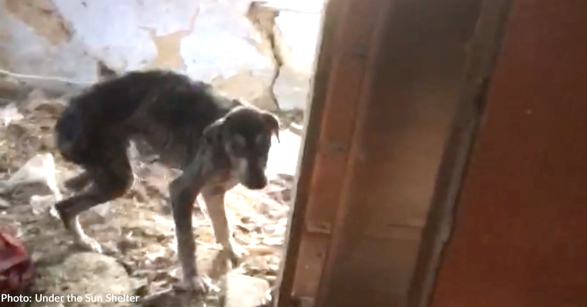 Sick and Starving Dog Rescued from Destroyed Ukraine Home Makes Full ...