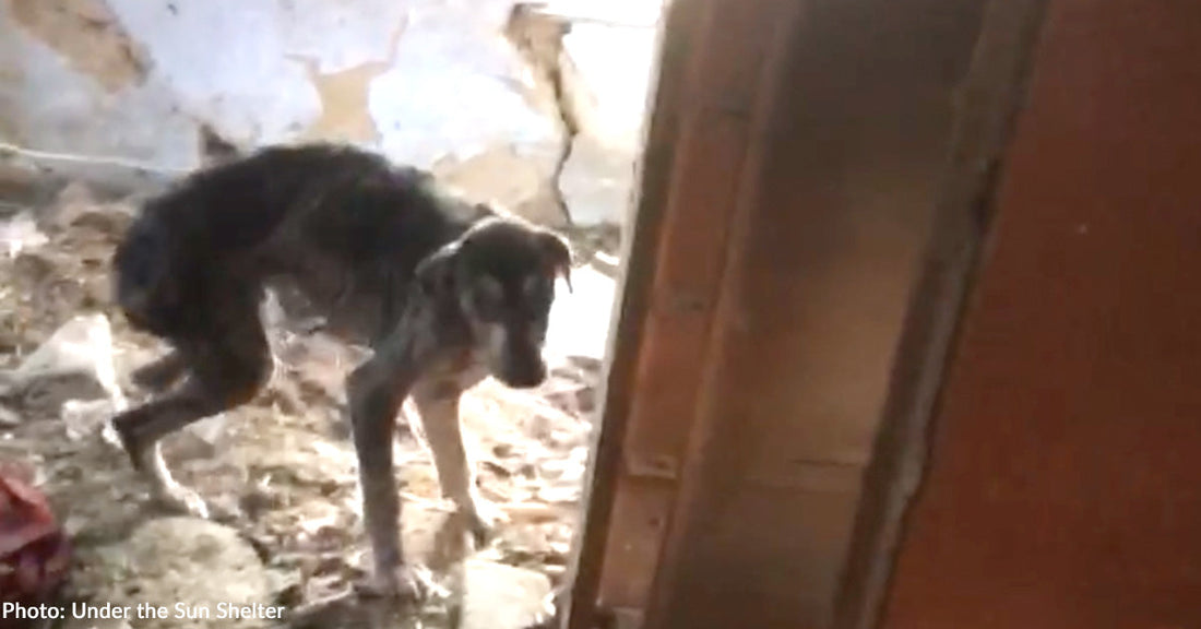 A thin, scared dog stands in a dilapidated room surrounded by debris.
