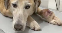 Senior Dog Found on War-Torn Streets Struggling to Walk with Massive Tumor