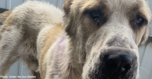 Large dog with light and tan fur stands on a concrete surface near scattered bricks, looking directly at the camera with a calm expression. A faint purple mark is visible on its shoulder area.