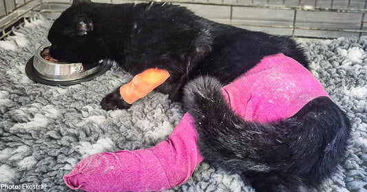 black cat with pink cast on broken hind leg 