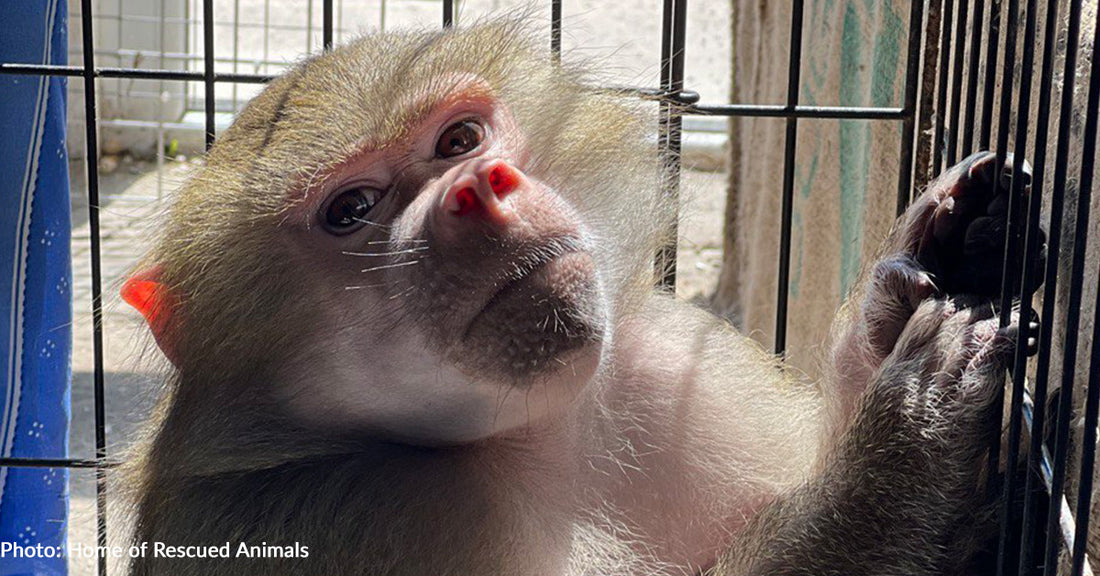 Mistreated Monkey Kept In Tiny Cage In Basement Needs Your Help To Recover