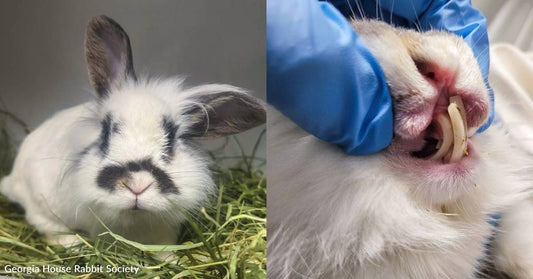 Rabbit Needs Medical Care After Emergency Tooth Removal