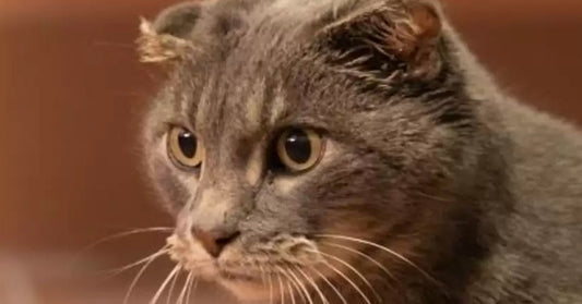 Gray cat with distinct facial features and expressive eyes, looking intently.
