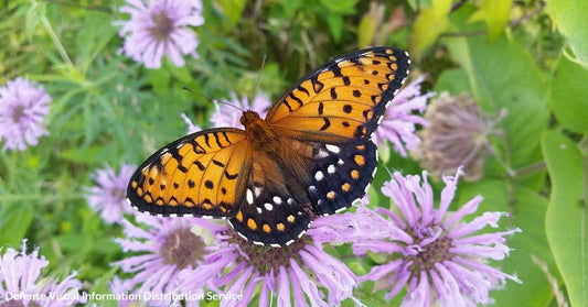 Military Base Becomes Final Refuge for Dying Butterfly Species