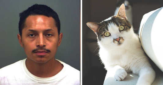 Split image of a man’s mugshot beside a white-and-tabby cat resting on a couch and looking toward the camera.