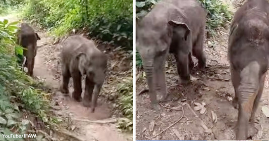 Two young elephants walking along a narrow dirt trail through dense green forest.