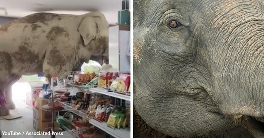 Hungry Wild Elephant Raids Store and Walks Out With Snacks