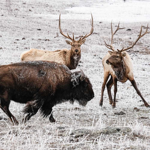 A bison and two bull elk with large antlers stand together on a frost-covered field in winter.