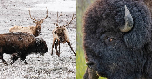 On the left, a bison and two bull elk stand on a snow-dusted field; on the right, a close-up of a bison's dark, woolly head with one horn.
