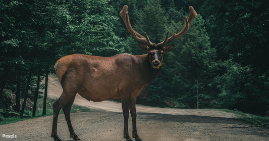 Elk Joins Colorado Kids for an Unforgettable Soccer Match