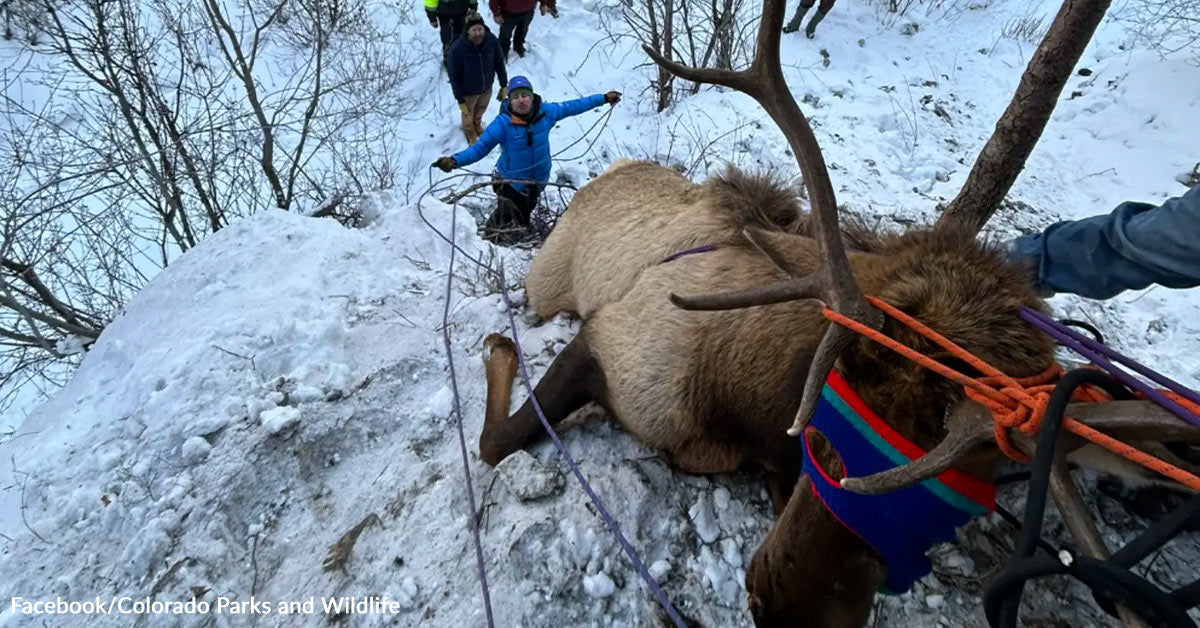 Climbers Assist Rescue Huge Elk Trapped And Dangling On Icy Mountainside Climbers Assist Rescue Huge Elk Trapped And Dangling On Icy Mountainside