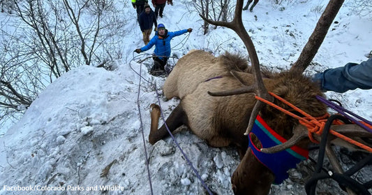 Rescuers using ropes to assist a large elk lying on a snowy hillside during a wildlife rescue operation.