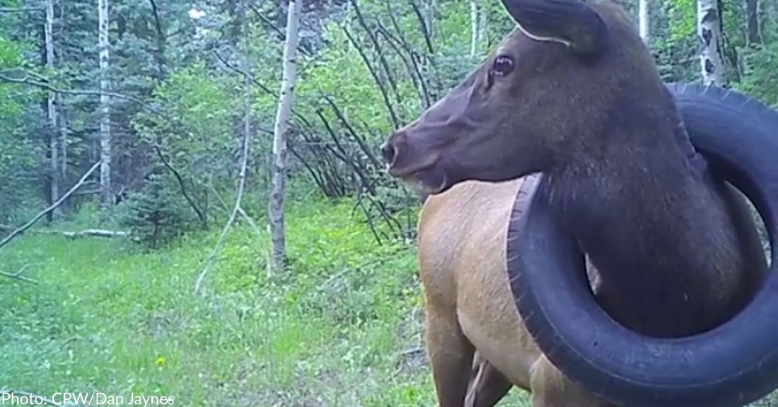 Bull Elk With Tire Around His Neck For Half His Life Is Finally Freed