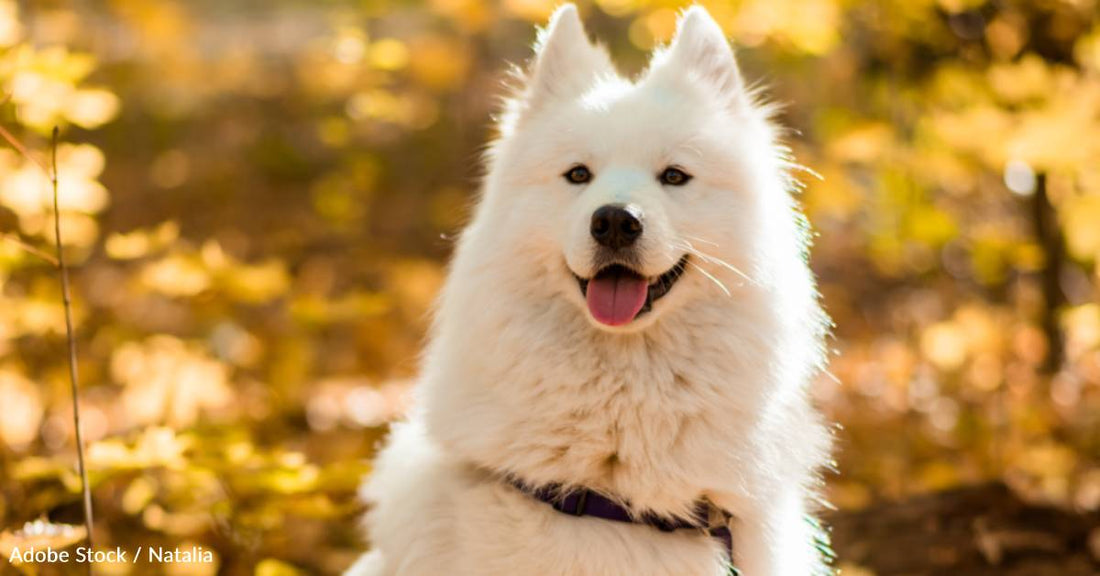 Kind Stranger Takes Pet Dog to Vet After it's Hit By Car