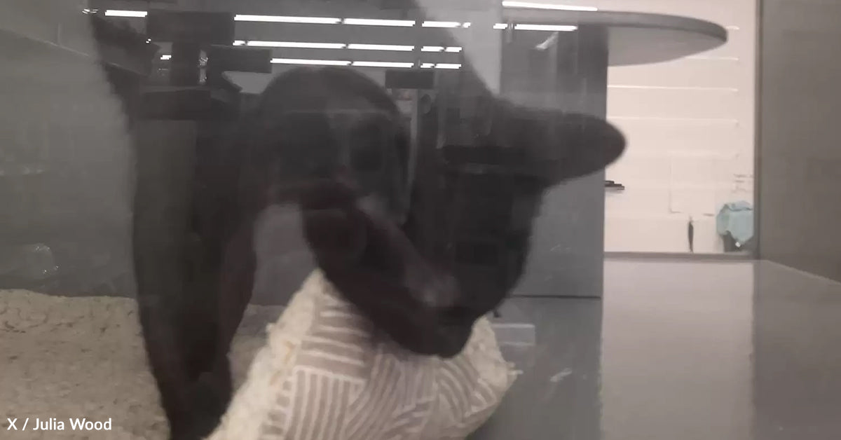 Cat Returned for Being Too Cuddly Finds Loving Ceaselessly Dwelling For Christmas