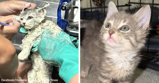Split image of a gray tabby kitten held close in a car seat or blanket on the left and the same kitten sitting outdoors on the ground on the right.
