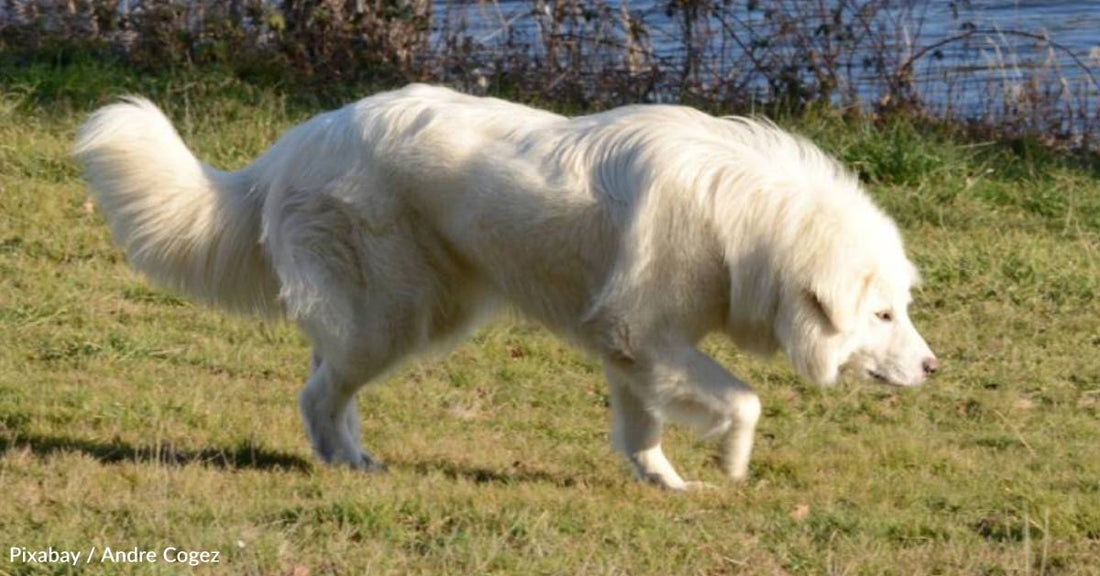 Blind Puppy is Re-Homed Due to Being Too Boisterous, Finds a Loving New Forever Family