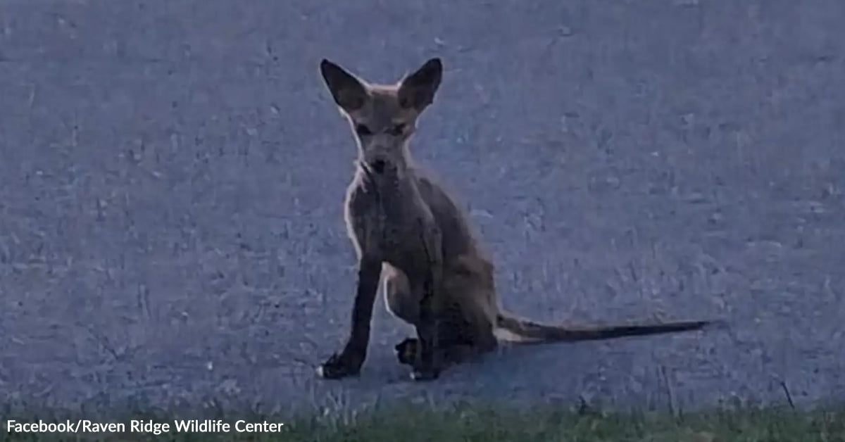 Sick Fox Collapses in Driveway Till She Will get the Second Probability She Desperately Wanted