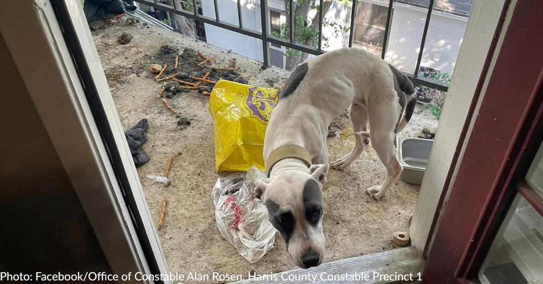 Emaciated Dog Left On Apartment Balcony For Three Weeks Without Food Rescued By Houston Officials