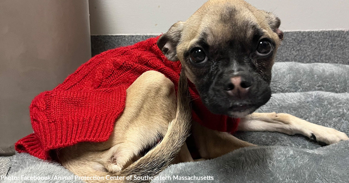 Severely Emaciated Canine Found Throughout Visitors Cease Rushed to Veterinary Clinic