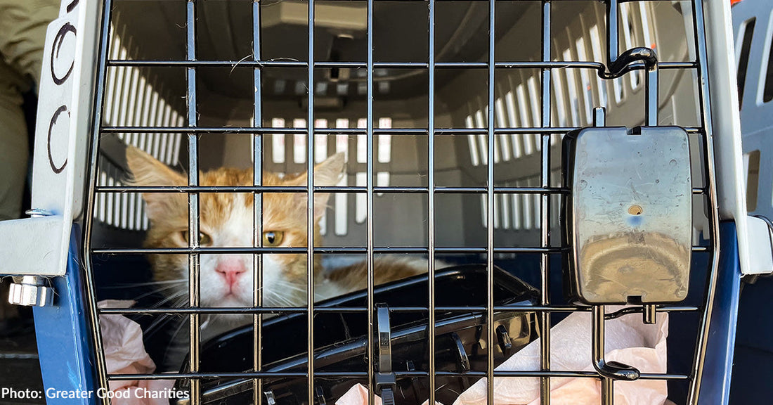 A frightened orange and white cat peers from a pet carrier's metal bars.