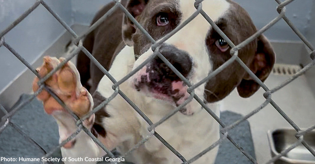 Emergency Flight to Freedom Headed to Georgia to Save Shelter Pets Amid ...