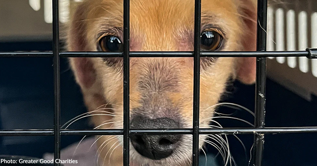 Emergency Flight to Freedom Headed to Overcrowded LA County Shelters to Save Lives Emergency Flight to Freedom Headed to Overcrowded LA County Shelters to Save Lives