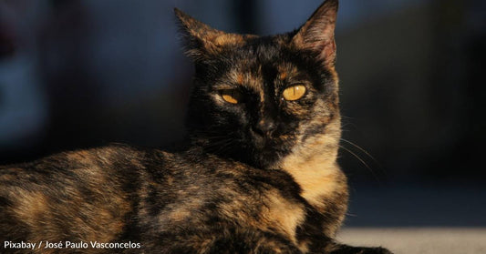 'Wily' Feral Cat Has Two Litters of Kittens Before Neighbors Are Able to Catch, Rescue Her