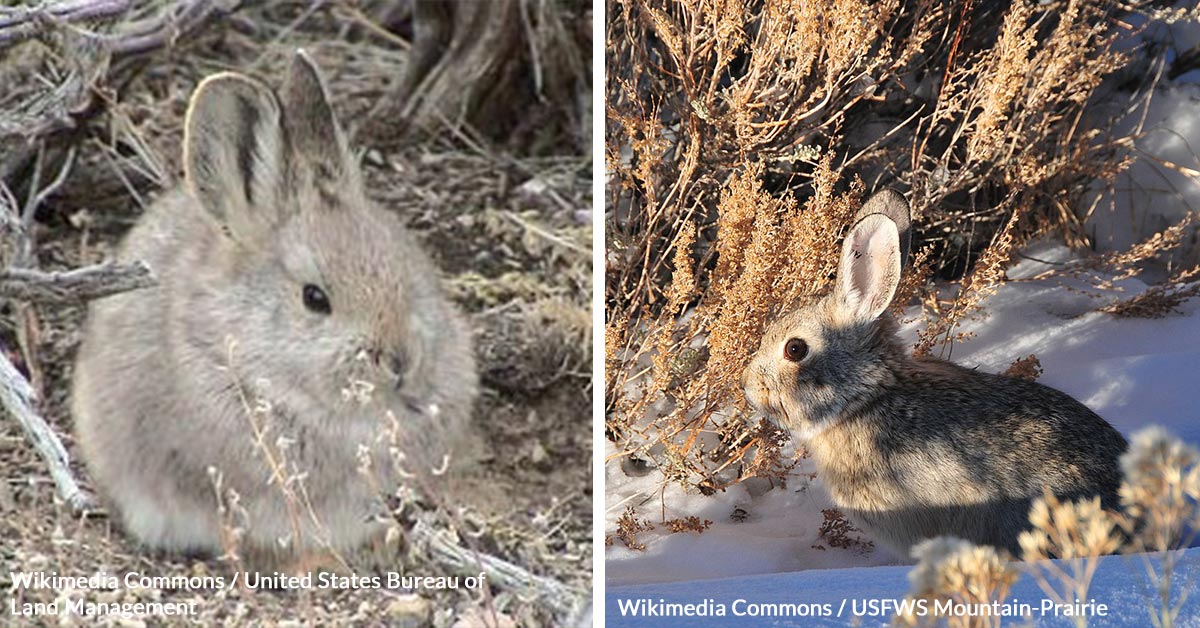 On the Brink of Oblivion, Pygmy Rabbits Fight for Survival | The Animal ...