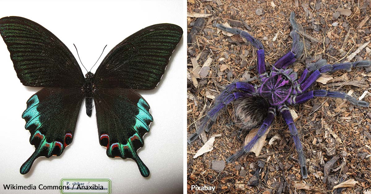 Illegal Trade of Endangered Insects Rampant on eBay and Amazon, Study ...